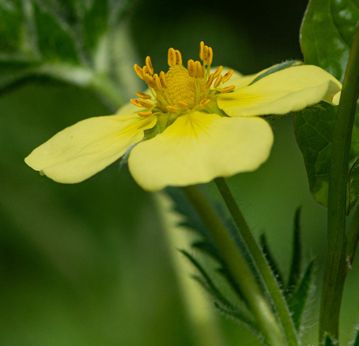 Bl&uuml;te